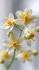 Fototapeta premium White flowers with yellow centers close up view of numerous white flowers each featuring a distinct yellow center