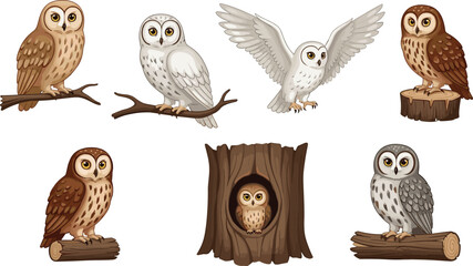 Fototapeta premium Cute owl illustration set, forest nocturnal birds on branches and tree trunk, detailed cartoon wildlife vector collection