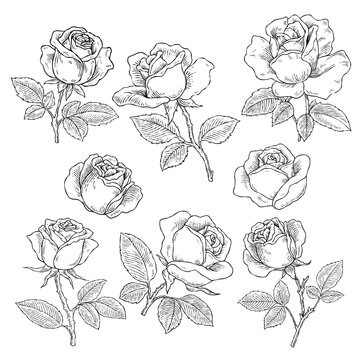 Vintage hand drawn rose flower illustration set, engraving sketch botanical blossoms and buds for floral and romantic design isolated