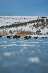 Eurasian Coots Walking on Frozen Mountain Lake