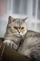 Fototapeta premium Huge gray one cat sitting on a pillow. High quality photo