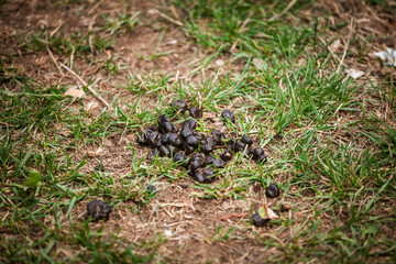 Close view of sheep poop and cattle manure pellets on grass in a pasture. Animal droppings on farmland highlight livestock waste, methane emissions and environmental footprint of ruminant agriculture.