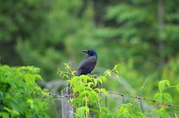 Common grackle perched on a fence post in a park, showing iridescent blue and purple feathers
