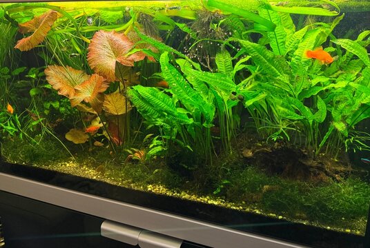 Freshwater planted aquarium with Java ferns and Tiger lotus