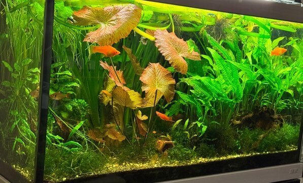 Freshwater planted aquarium with Java ferns and Tiger lotus