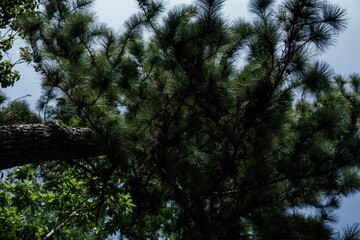 Obraz premium A serene view of lush green pine tree branches against a clear blue sky, illustrating nature's tranquility.
