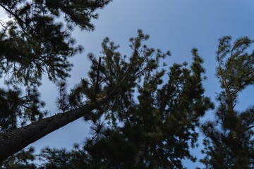 Tall evergreen trees reach toward a clear blue sky, creating a serene and tranquil scene.