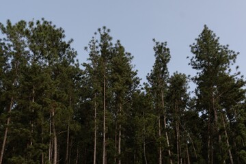Tall pine trees under a clear blue sky creating a serene and peaceful forest atmosphere.