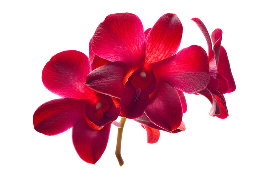 Red orchid flower closeup, isolated on transparent background