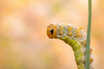 Detailed Macro of Green Caterpillar with Soft Bokeh Background
