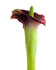 Calla lily spathe with purple edge, isolated on transparent background