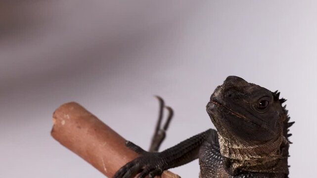 Black Hydrosaurus Sailfin Lizard Perched on a Branch in Studio
