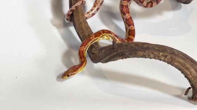 Orange Corn Snake Crawling Slowly Along a Curved Wooden Branch