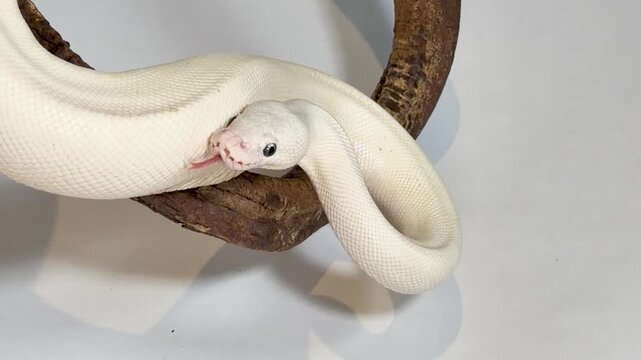 Leucistic Ball Python Slithering on a Dark Wood Branch