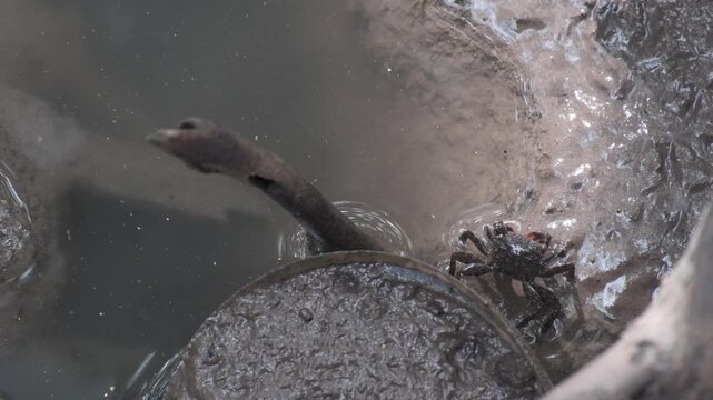 a small colorful fiddler crab standing cover a hole on the mud floor in swamp mangrove forest