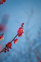 Single Pink Plum Blossom on Branch in Winter, Wuhan China