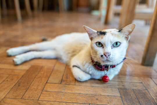 Close-up of cat, of cat from the front.