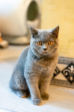 Close-up of cat, of cat from the front.