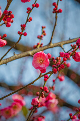 Blooming Chinese Plum Flowers and Buds Against Blue Sky, Wuhan