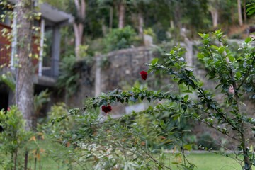 Close-up of a flowering bush in a serene garden setting, surrounded by lush greenery and stone structures.