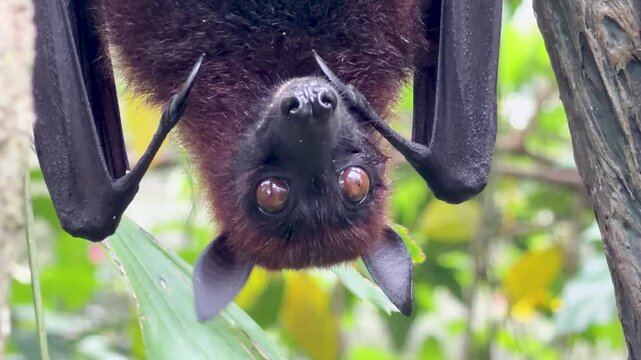 Large Fruit Bat Hanging Upside Down in Tropical Rainforest Canopy