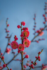 Honeybee Pollinating Winter Plum Blossom Flower, Wuhan China