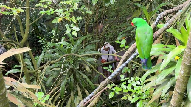 Vibrant Green Eclectus Parrot Perched on Rope in Lush Tropical Aviary