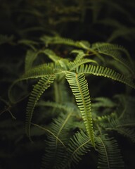 Close-up of vibrant green fern leaves in a dimly lit forest setting.