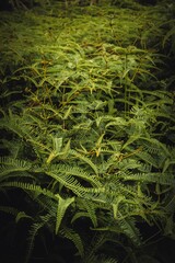Lush green ferns create a dense, vibrant forest floor