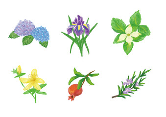 夏の植物・花　イラスト　水彩画風