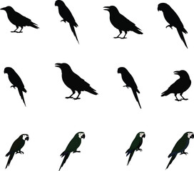Obraz premium Collection of black bird silhouettes on white background