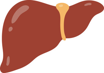 Detailed Illustration of Human Liver with Red Colors