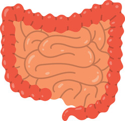 Anatomical Illustration of Human Large Intestine