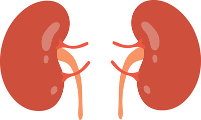 Colorful Illustration of Human Kidneys Anatomy with Ureters for Medical Education