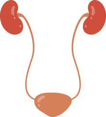 Illustration of Detail Human Urinary System for Education