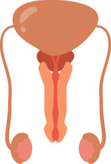 Illustration of the Male Reproductive System
