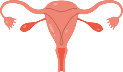 Medical Diagram of Female Reproductive System, Uterus, Ovaries, Fallopian Tubes