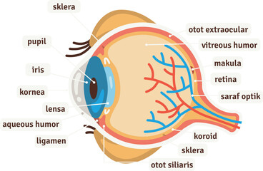 Diagram of Human Eye Anatomy with Detailed Labels