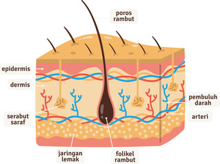 Detailed Cross-Section Diagram of Human Skin Layers and Hair Follicles
