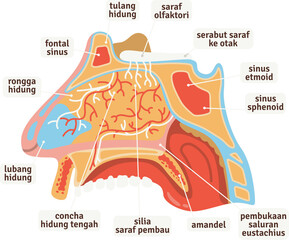 Anatomy Illustration of Human Nasal Cavity and Sinuses with Detailed Labels