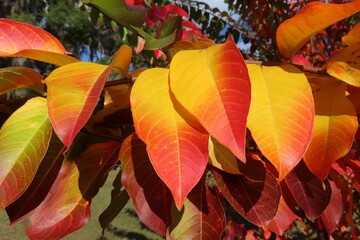 Crepe Myrtle leaves in fall colors in Florida nature 