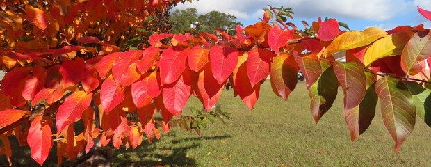 Crepe Myrtle leaves in fall colors in Florida nature 