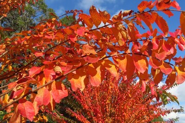 Crepe Myrtle leaves in fall colors in Florida nature 