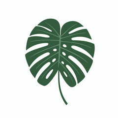Green Tropical Monstera Leaf Vector Illustration © Faris
