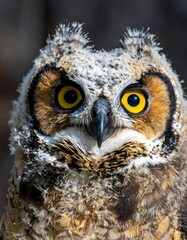 Obraz premium Close-up of a bird's face with large yellow eyes, tufted ears, and a beak. It has fluffy feathers with a brown and white coloration
