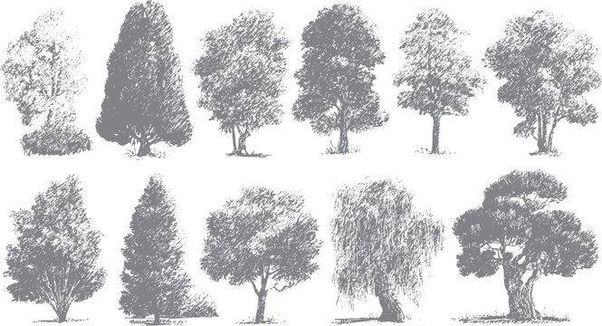 Collection of ten grey sketched trees on white background nature foliage branches