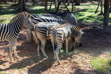 Fototapeta premium A herd of zebras grazes together on the ground in a sunny park with trees in the background