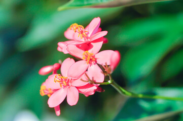 Obraz premium Cotton leaved jatropha, EUPHORBIACEAE or Jatropha integerrima or Jatropha integerrima Jacq or Peregrina or Spicy jatropha or pink flower or fuchsia flower