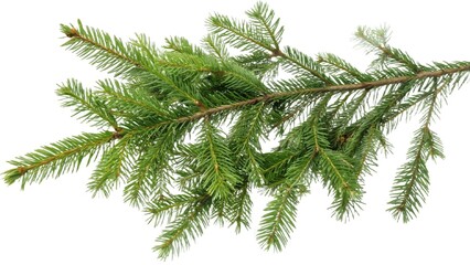 Green fir tree branch on transparent background