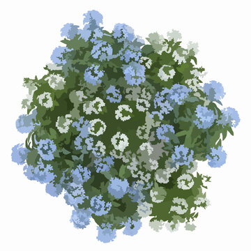 Top view plumbago and tabernaemontana flowering plants isolated on white background for landscaping